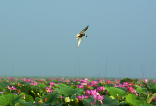 须浮鸥在花海上飞行