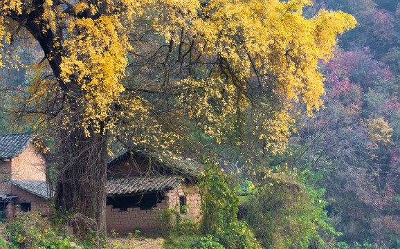 银杏树