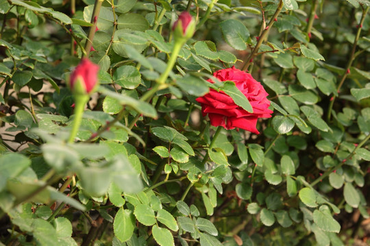 月季 月季花 花 鲜花 植物