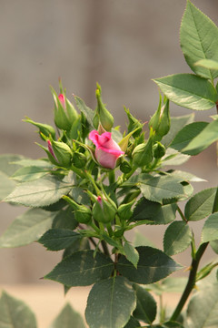 月季 月季花 花 鲜花 植物