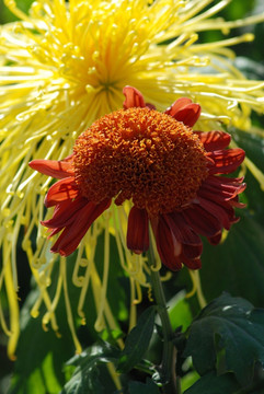 菊花 秋菊 花卉 花瓣 花蕊