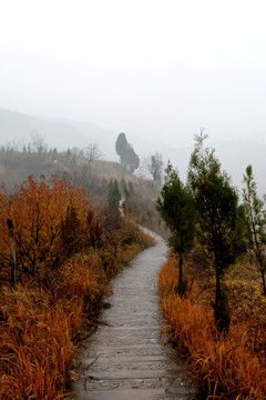 雾里风景