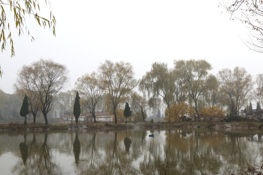 池塘风景