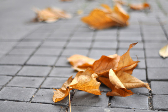 飘落 叶子 一片 一地 秋天