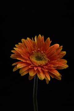 橙色非洲菊