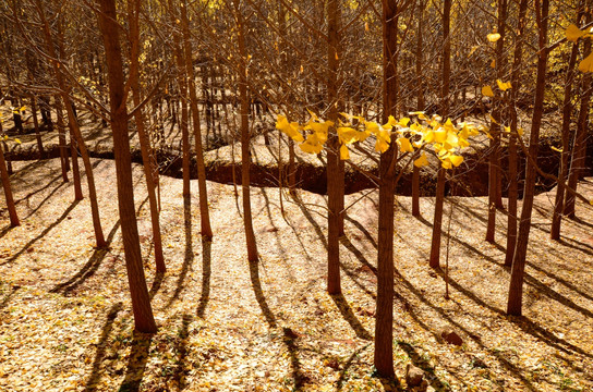 铺满落叶的银杏树林