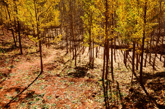 铺满落叶的银杏树林