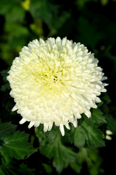 菊花 淡菊 tiff高清