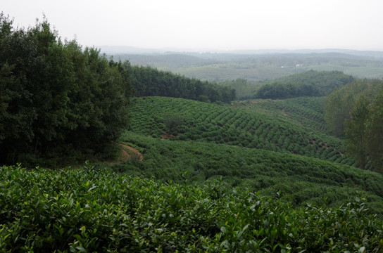 施集茶场 林壑优美