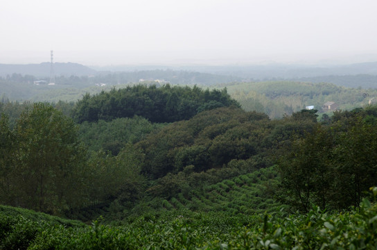 施集茶场 林壑优美