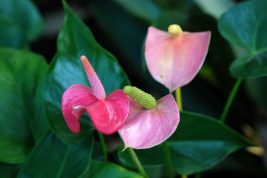 粉掌 花卉 花瓣 花蕊