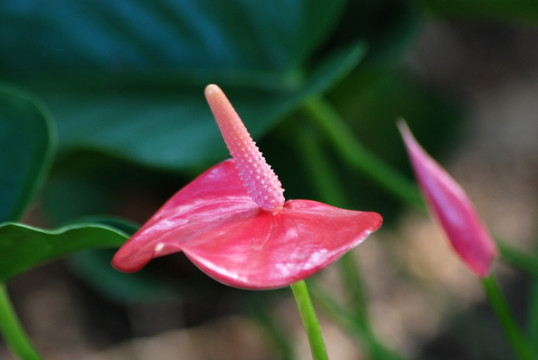 粉掌 花卉 花瓣 花蕊