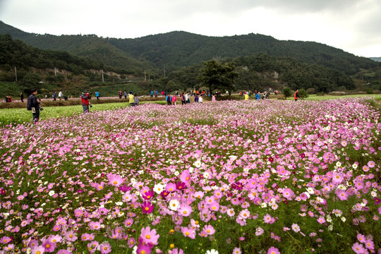 韩国风光 鲜花盛开