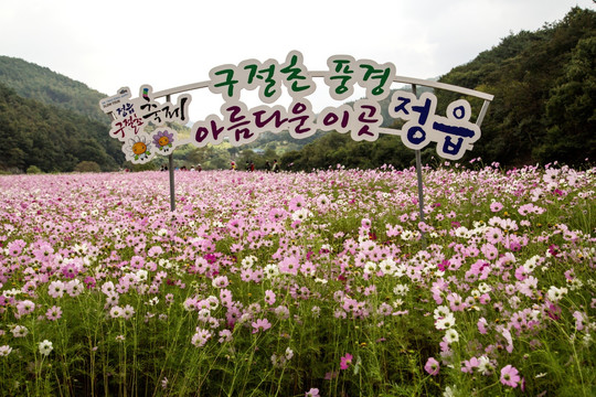 韩国风光 鲜花盛开