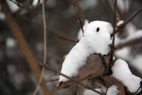 雪中枯叶