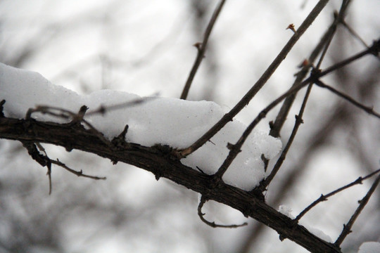 傲雪