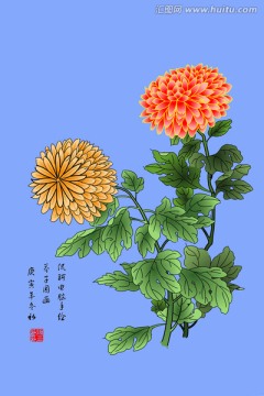 勾勒式 尖 长瓣菊花