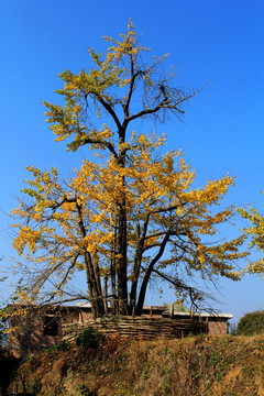 银杏树