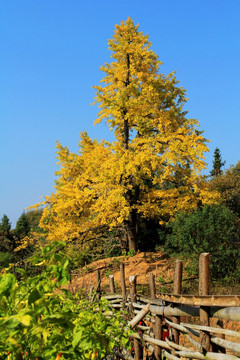 银杏树