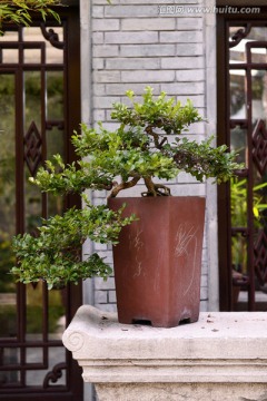 植物盆景 盆栽花卉