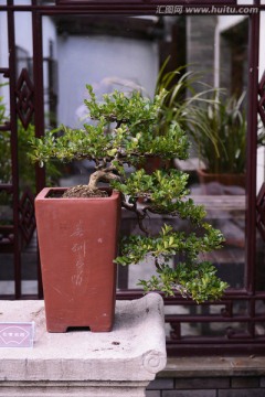 植物盆景 盆栽花卉