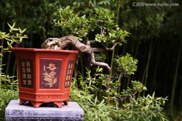 植物盆景 盆栽花卉