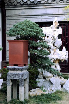 植物盆景 盆栽花卉