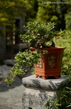 盆景 松树盆景 植物盆景 盆栽