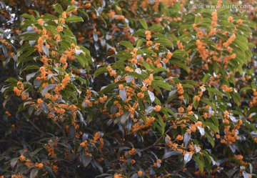 桂花 八月桂花香 桂花树 花卉