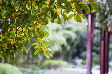 桂花 古韵 中国风