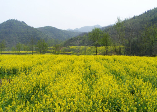 油菜花