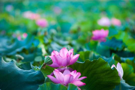 荷花 花卉 植物 水塘 池塘