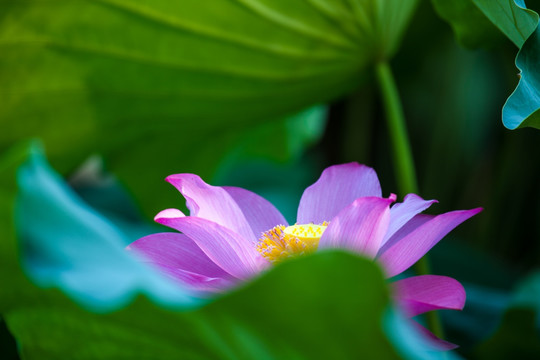 荷花 花卉 植物 水塘 池塘