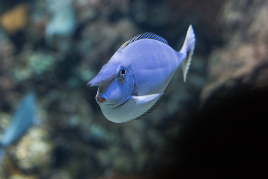 海水鱼 热带鱼 海水观赏鱼