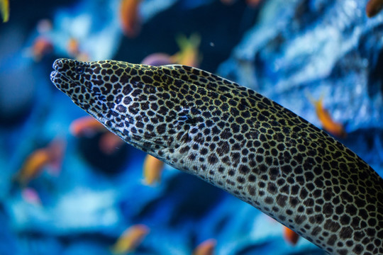 海水鱼 海鳗 观赏鱼