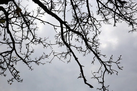 树枝 枝条 阴天 云天 白云