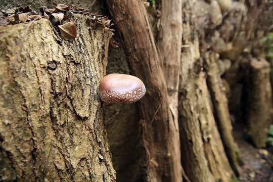 山香菇 菌类 蘑菇 食品 蔬菜