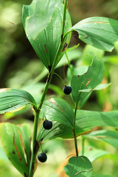 野生植物 玉竹