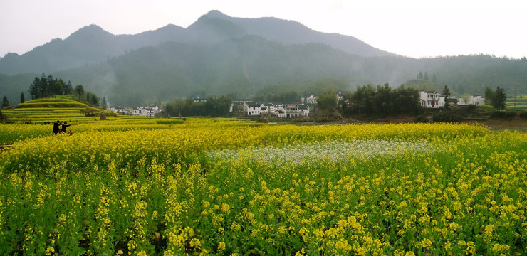 油菜花