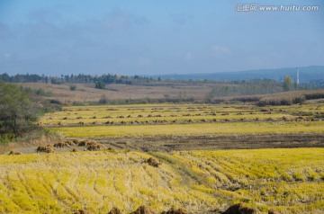 稻田 秋收 水稻