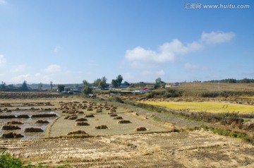 水稻田 秋收 收割