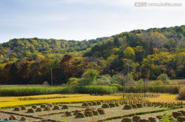 稻谷 稻田 水稻 森林