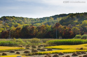 稻田 水稻 森林