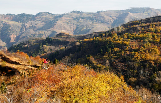 田野