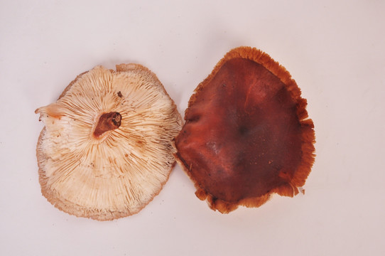 山香菇 菌类 蘑菇 食品 蔬菜
