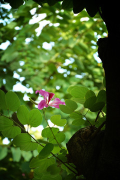 香港区花紫荆花