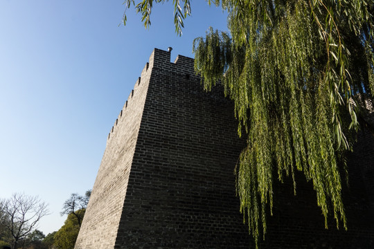 古城墙垂杨柳