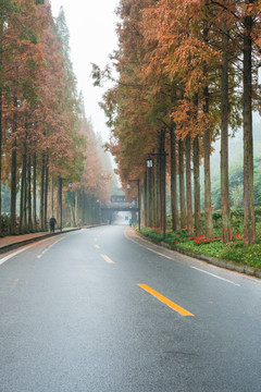 青城山行道树