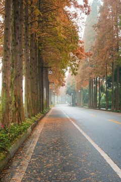 青城山行道树