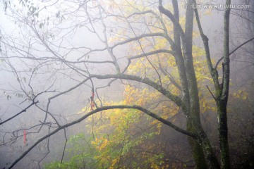 雨雾中的秋树